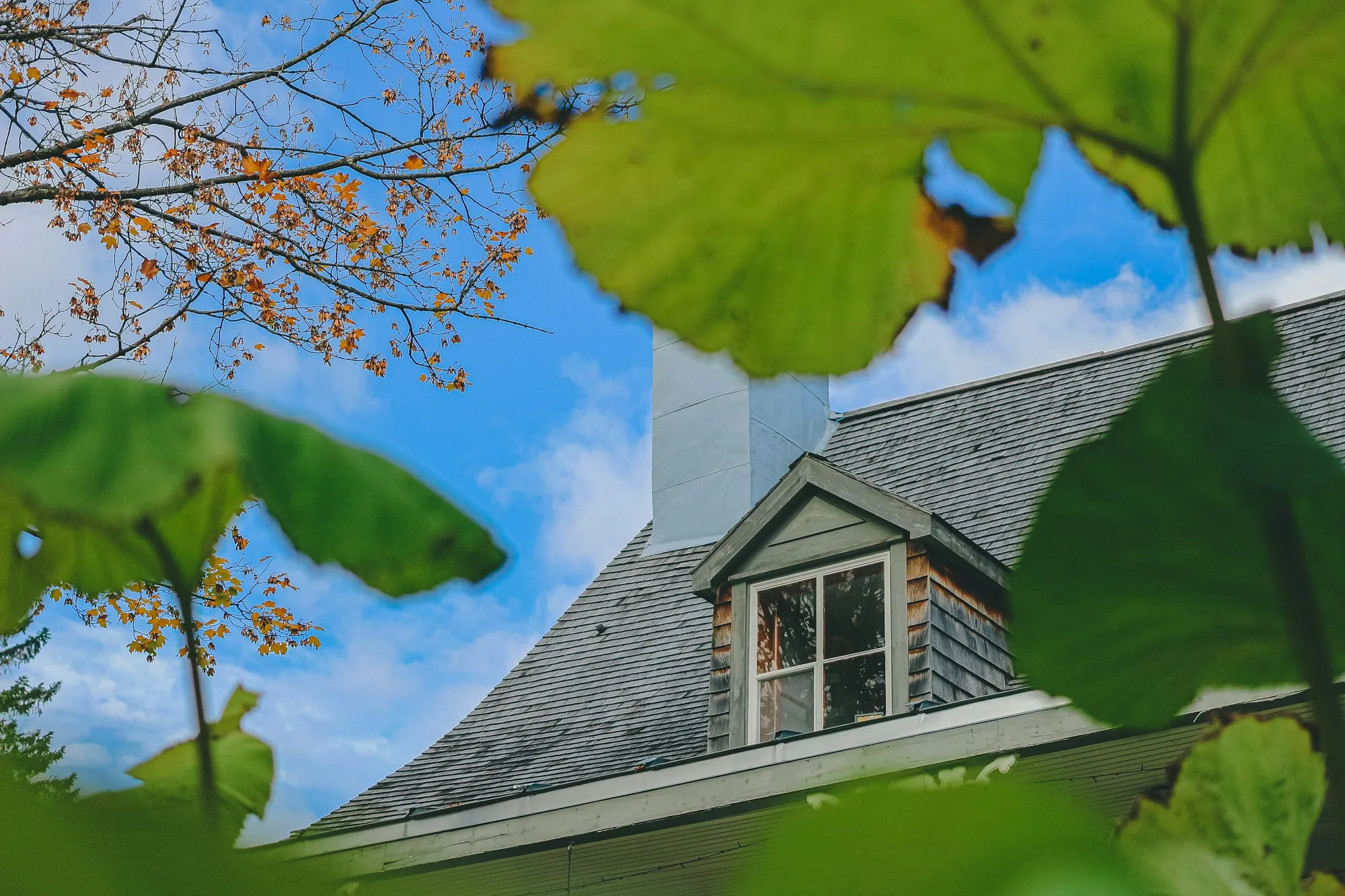 Shingle roof and dormer seen through green leaves under blue sky