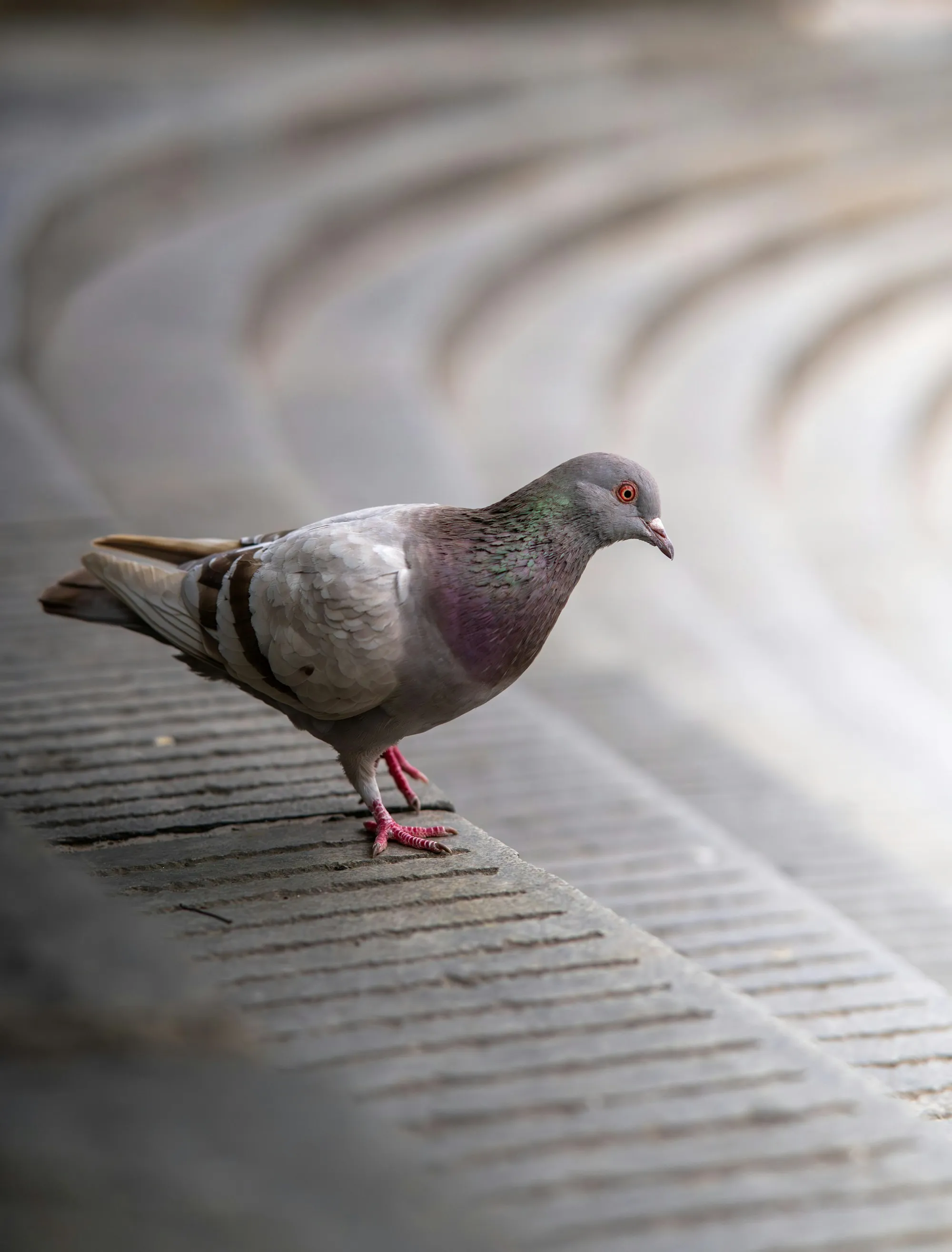 Pigeon standing on a textured ledge